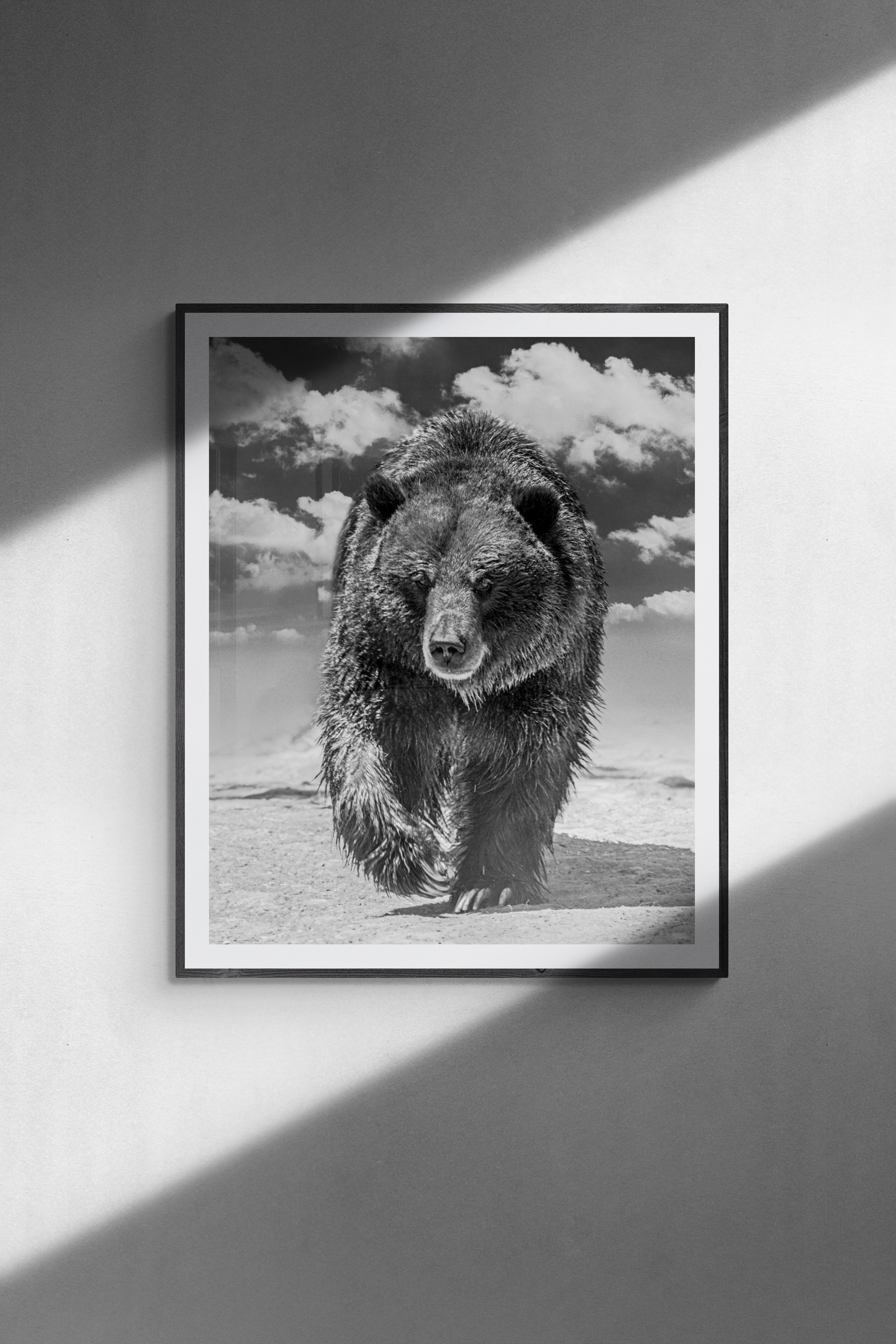 „Grizzly Shores“ 40x60 – Schwarz-Weiß-Fotografie  Grizzly-Bär, unsignierte Kunst (Grau), Black and White Photograph, von Shane Russeck