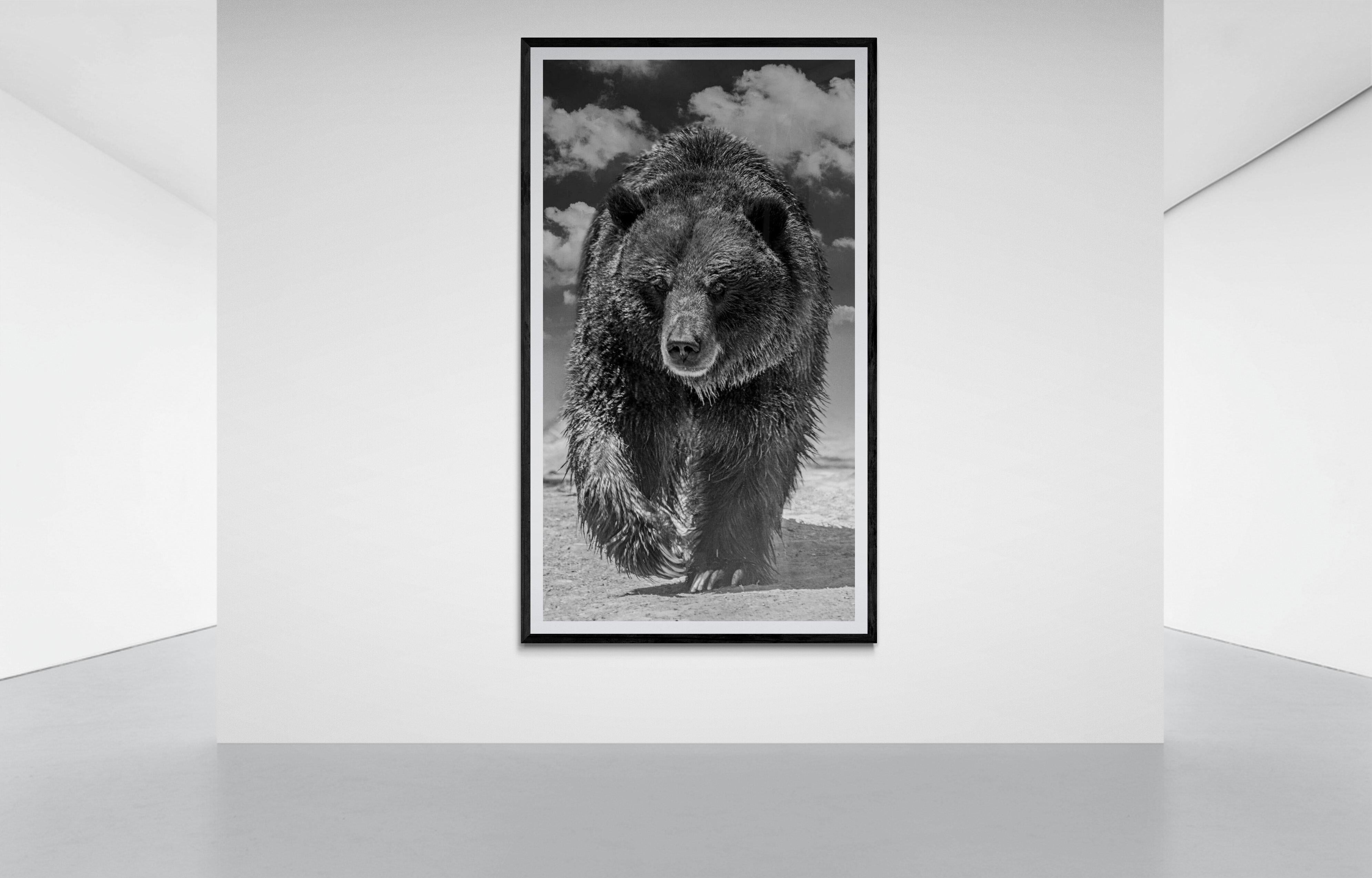 Grizzly Shores 50x90, Schwarz-Weiß-Fotografie mit Grizzly-Bär, bildende Kunst – Photograph von Shane Russeck