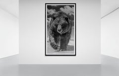 Grizzly Shores 50x90, Black & White Photography Grizzly Bear Photograph Fine Art