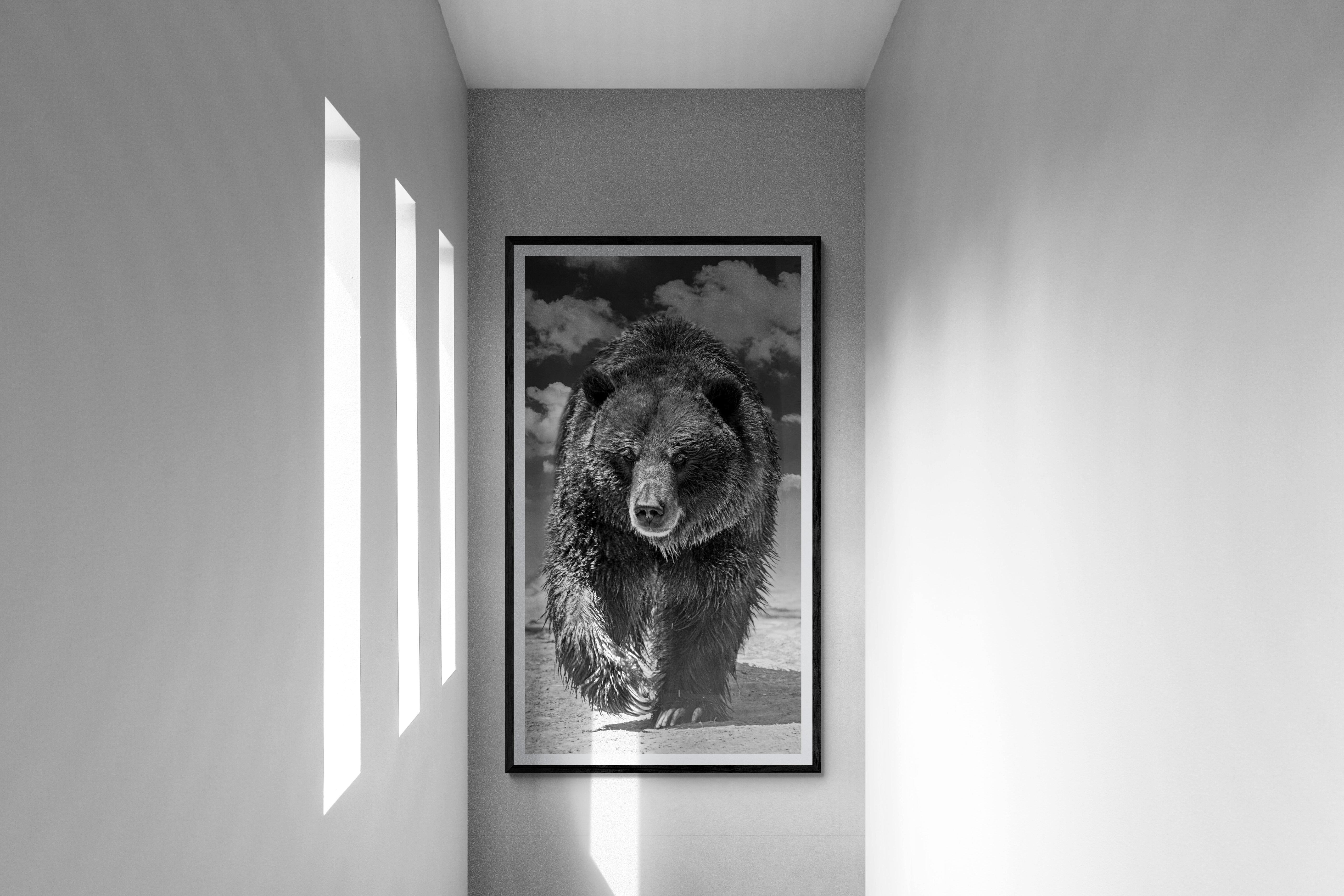 Grizzly Shores 50x90, photographie d'ours en noir et blanc, œuvre d'art - Noir Black and White Photograph par Shane Russeck