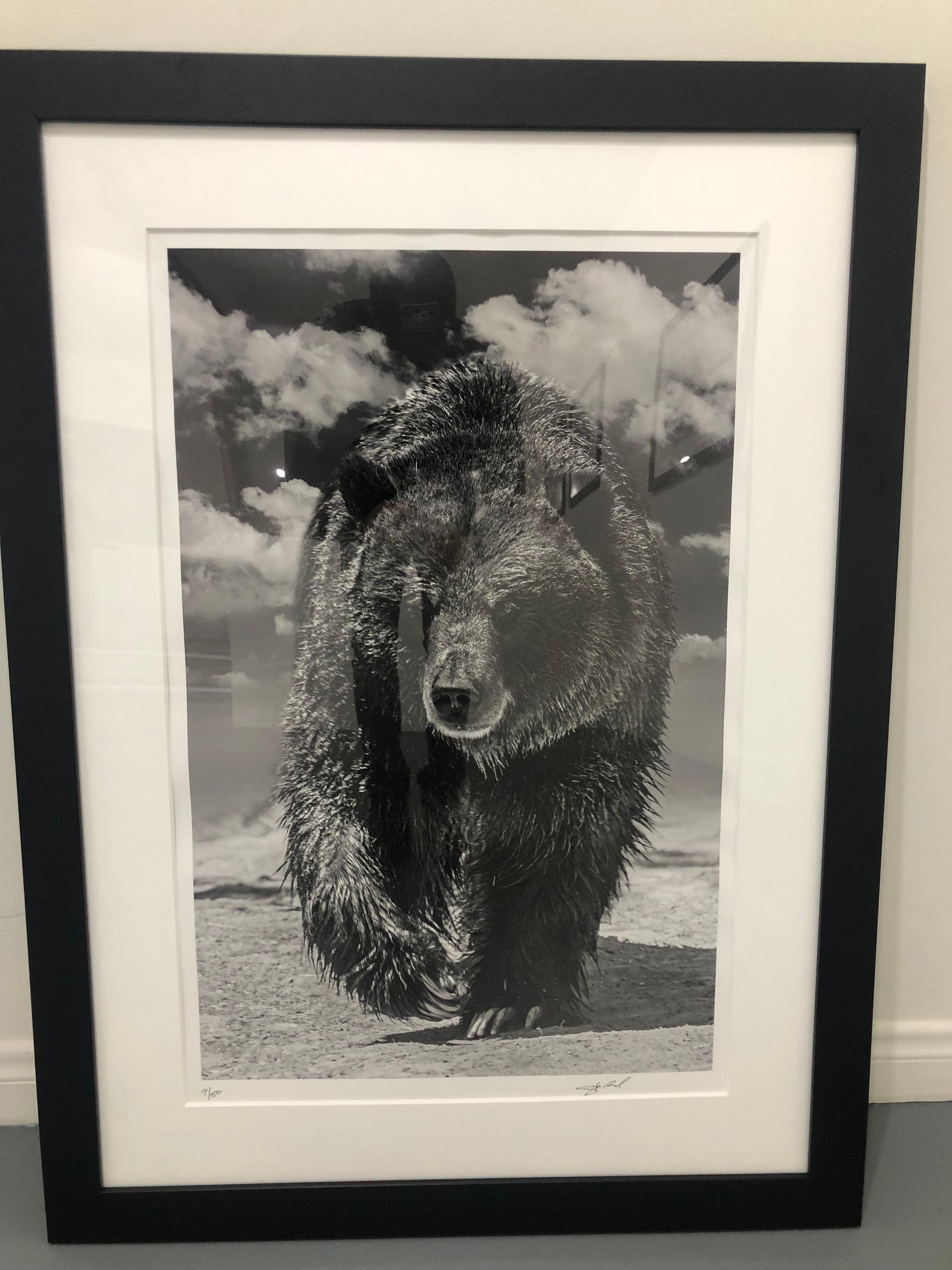 Grizzly Shores 50x90, photographie d'ours en noir et blanc, œuvre d'art en vente 1