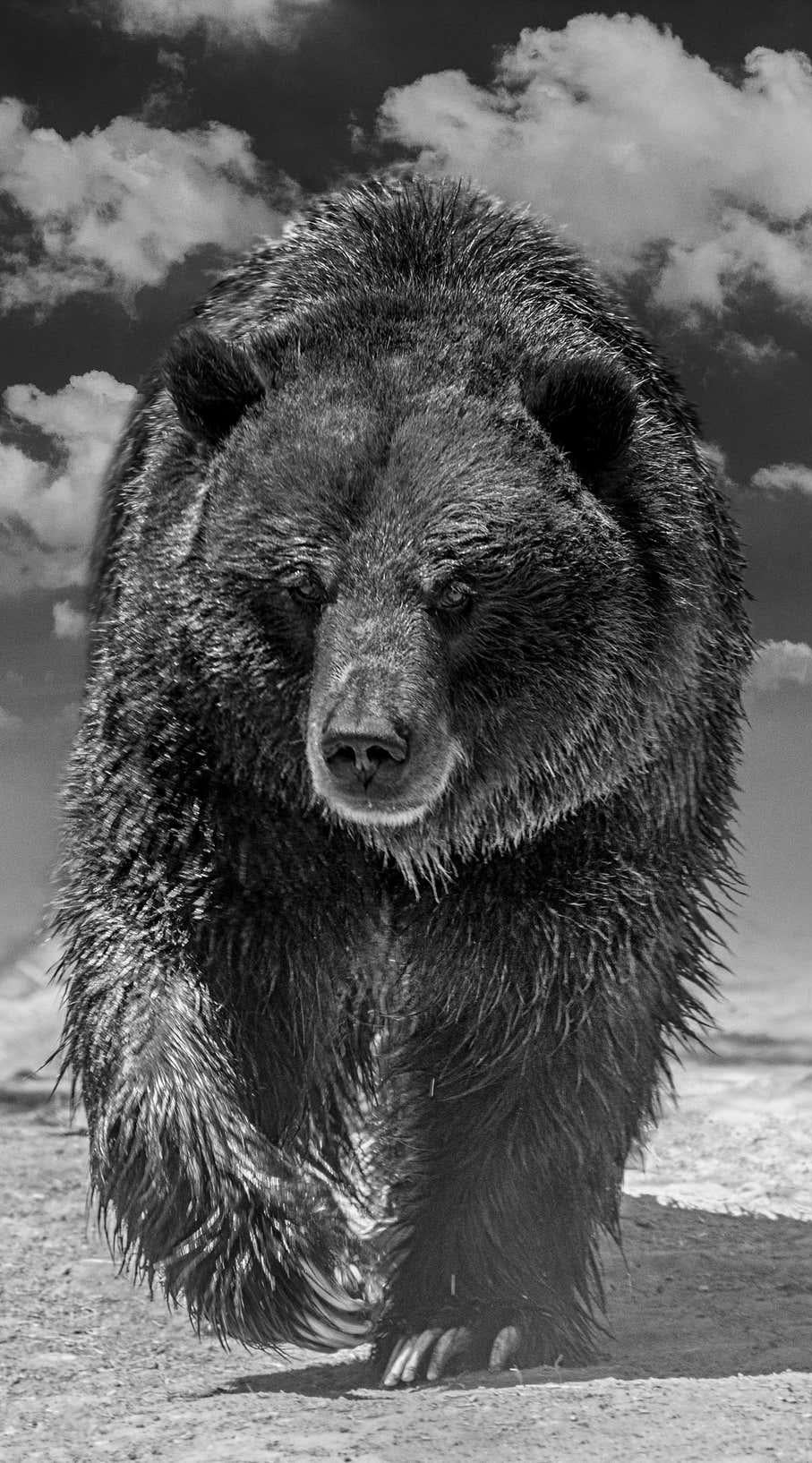 Shane Russeck Black and White Photograph – Grizzly Shores 50x90, Schwarz-Weiß-Fotografie mit Grizzly-Bär, bildende Kunst