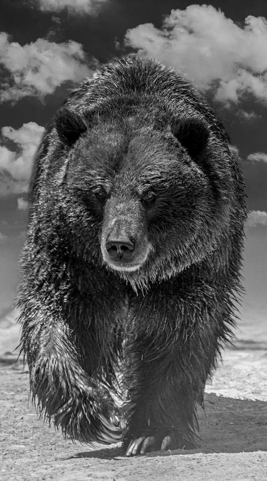 Black and White Photograph Shane Russeck - Grizzly Shores 50x90, photographie d'ours en noir et blanc, œuvre d'art