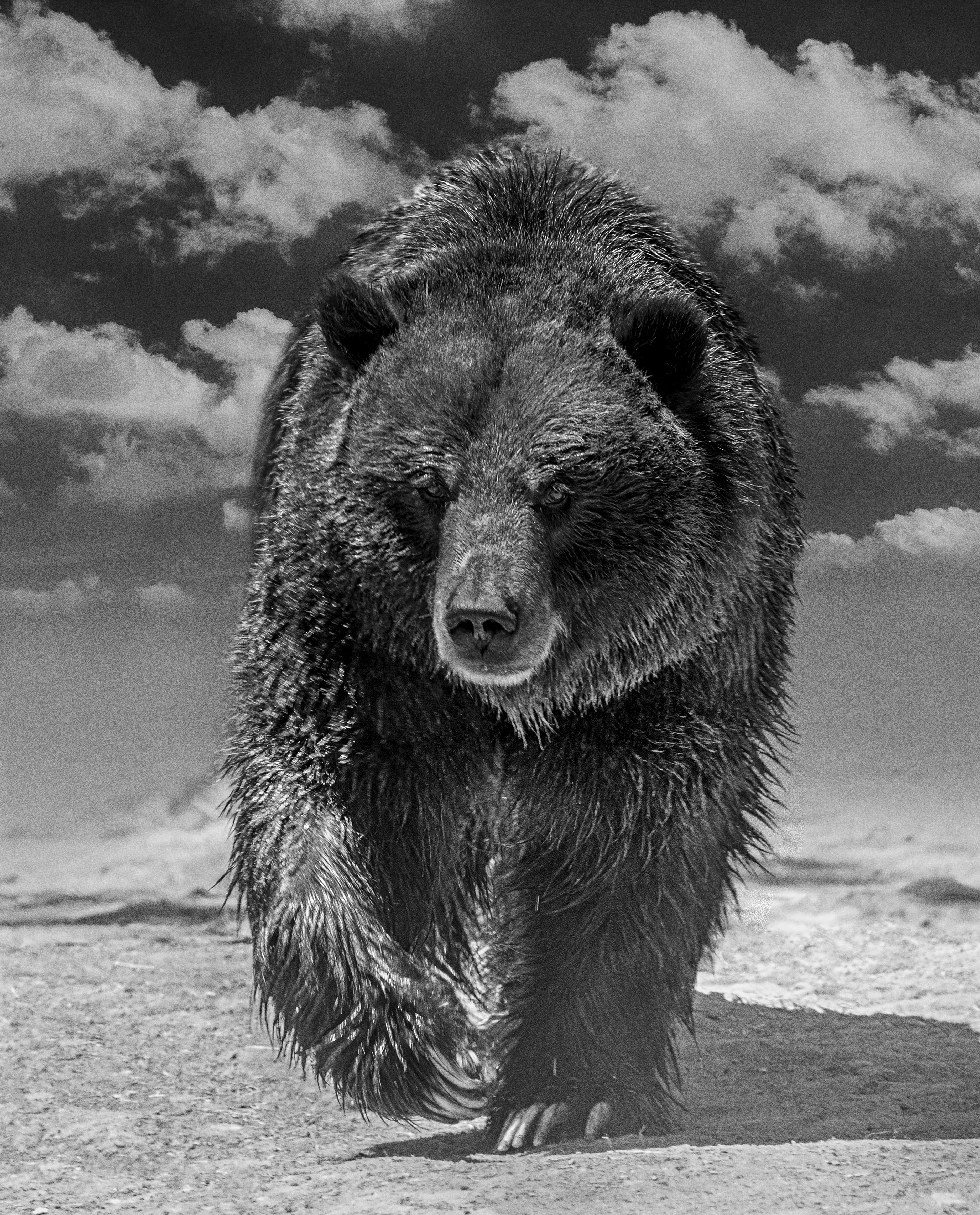 Shane Russeck Black and White Photograph - "Grizzly Shores"- Contemporary Black & White Photography of Grizzy Bear