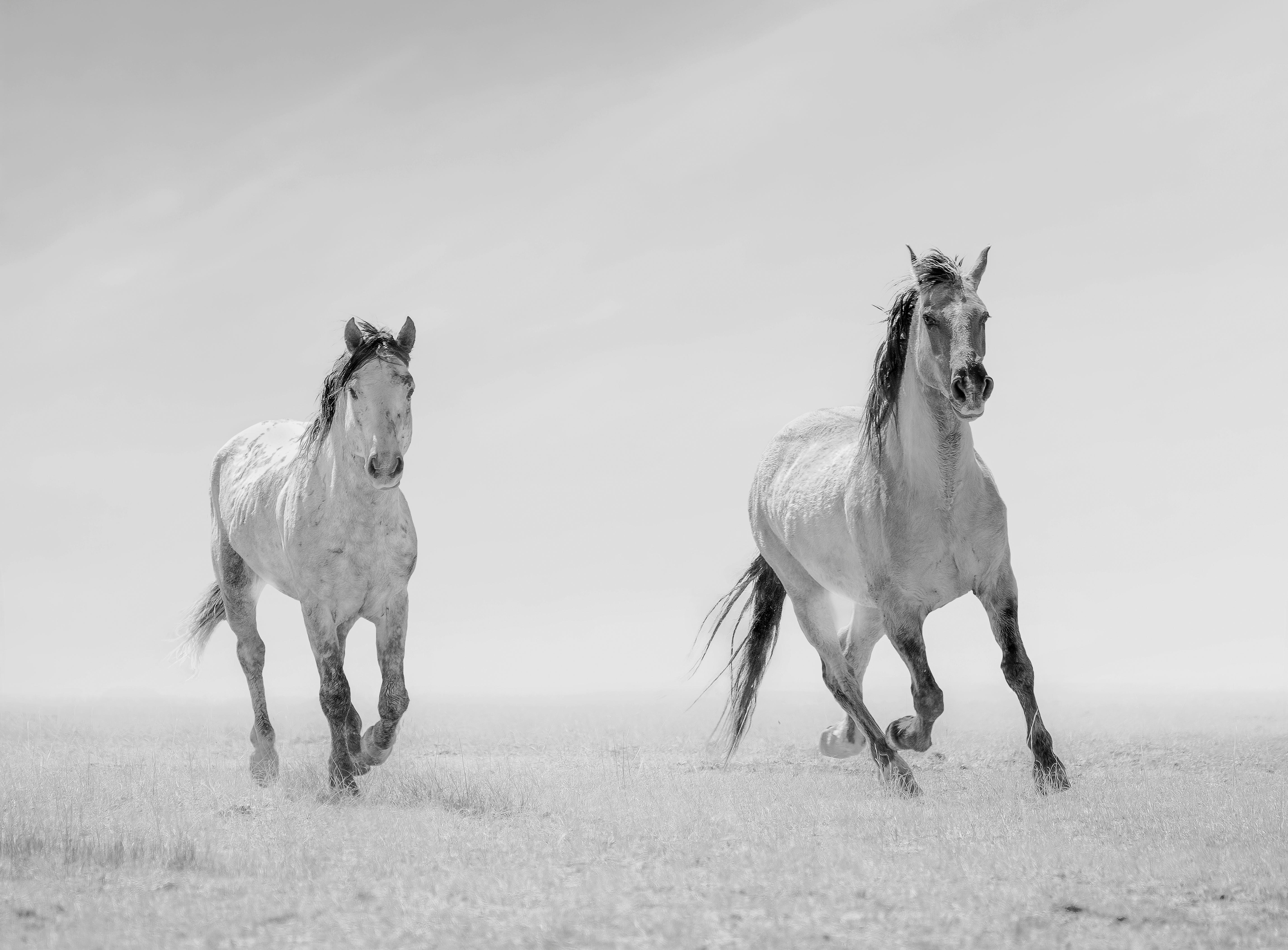 Animal Print Shane Russeck - "Héros de l'Ouest " 36x48 - Photographie en noir et blanc, chevaux sauvages, mustangs