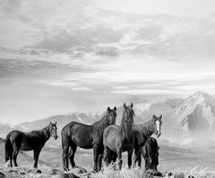 High Sierra Mustangs - 24x36 Black and White Photography  Wild Horses Photograph