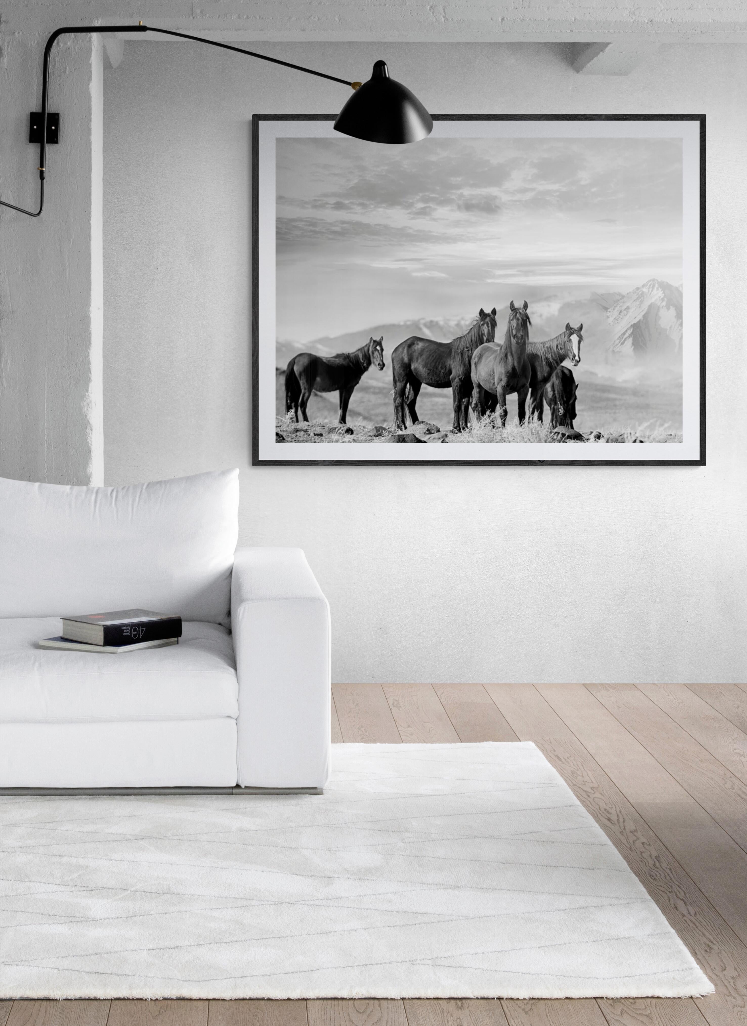 High Sierra Mustangs 36x48 Black and White Photography Wild Horses, Mustangs - Print by Shane Russeck