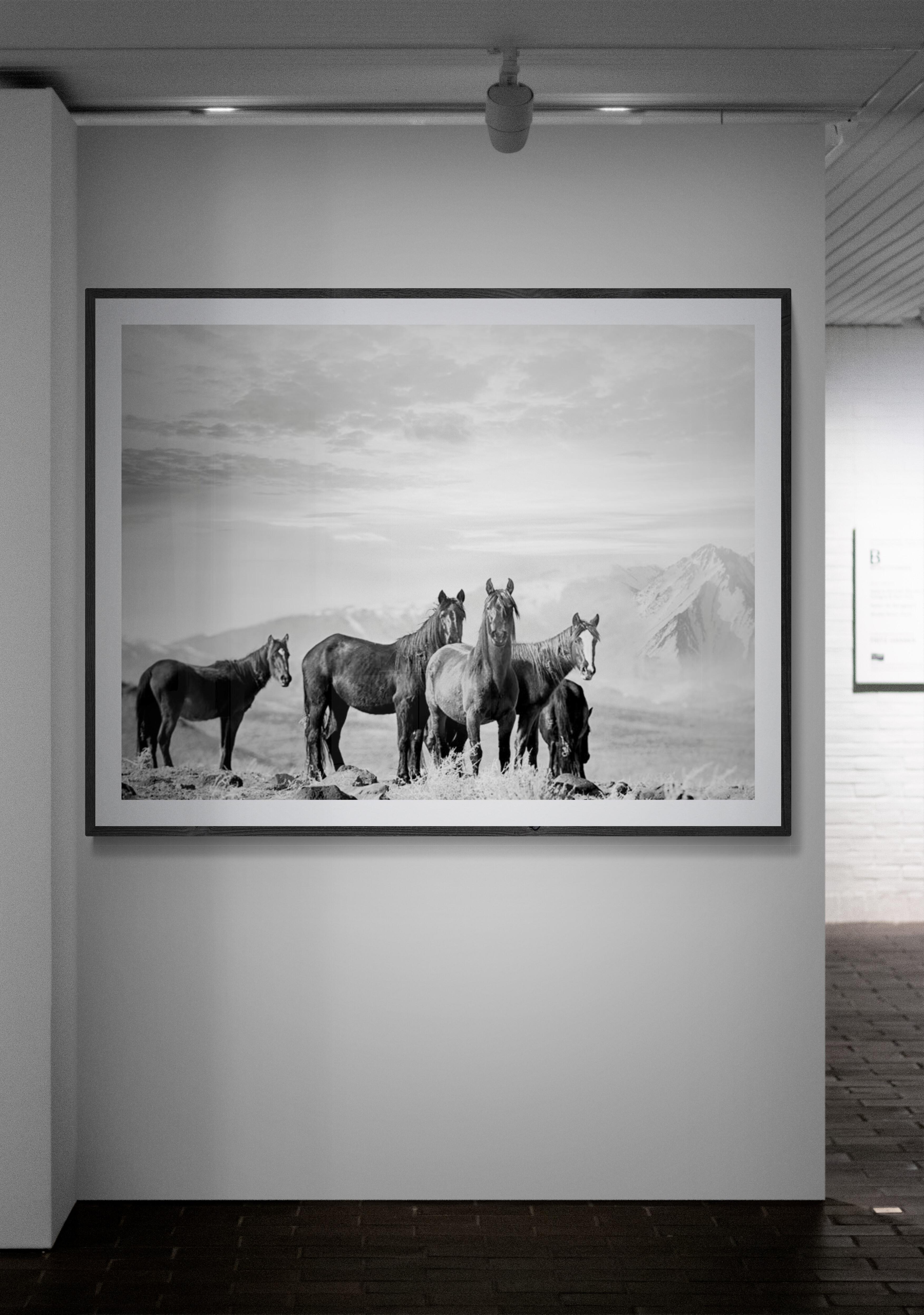 High Sierra Mustangs 36x48 Photographie noir et blanc Chevaux sauvages, Mustangs en vente 3