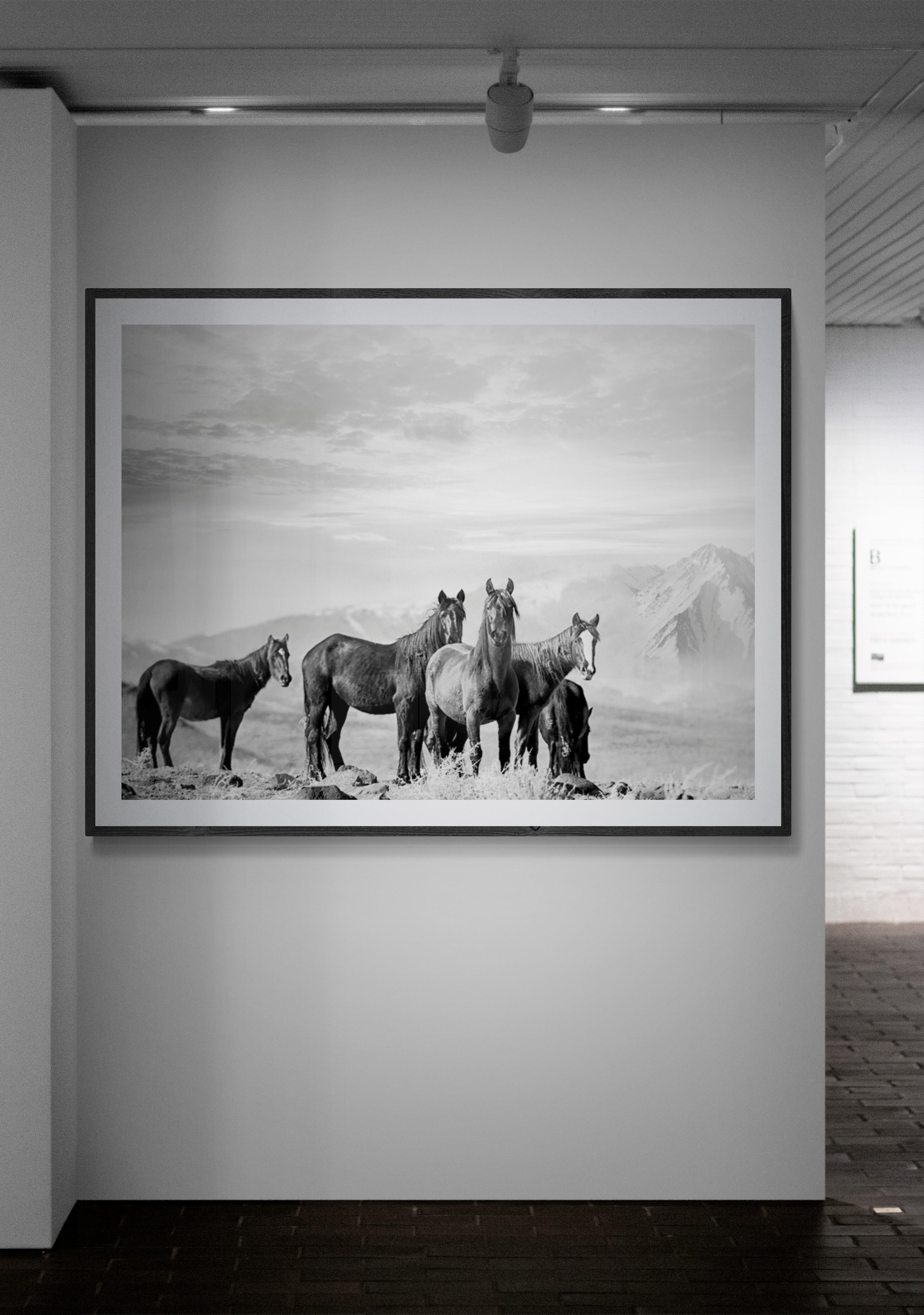 High Sierra Mustangs 36x48 Photographie en noir et blanc Chevaux sauvages, non signée en vente 1