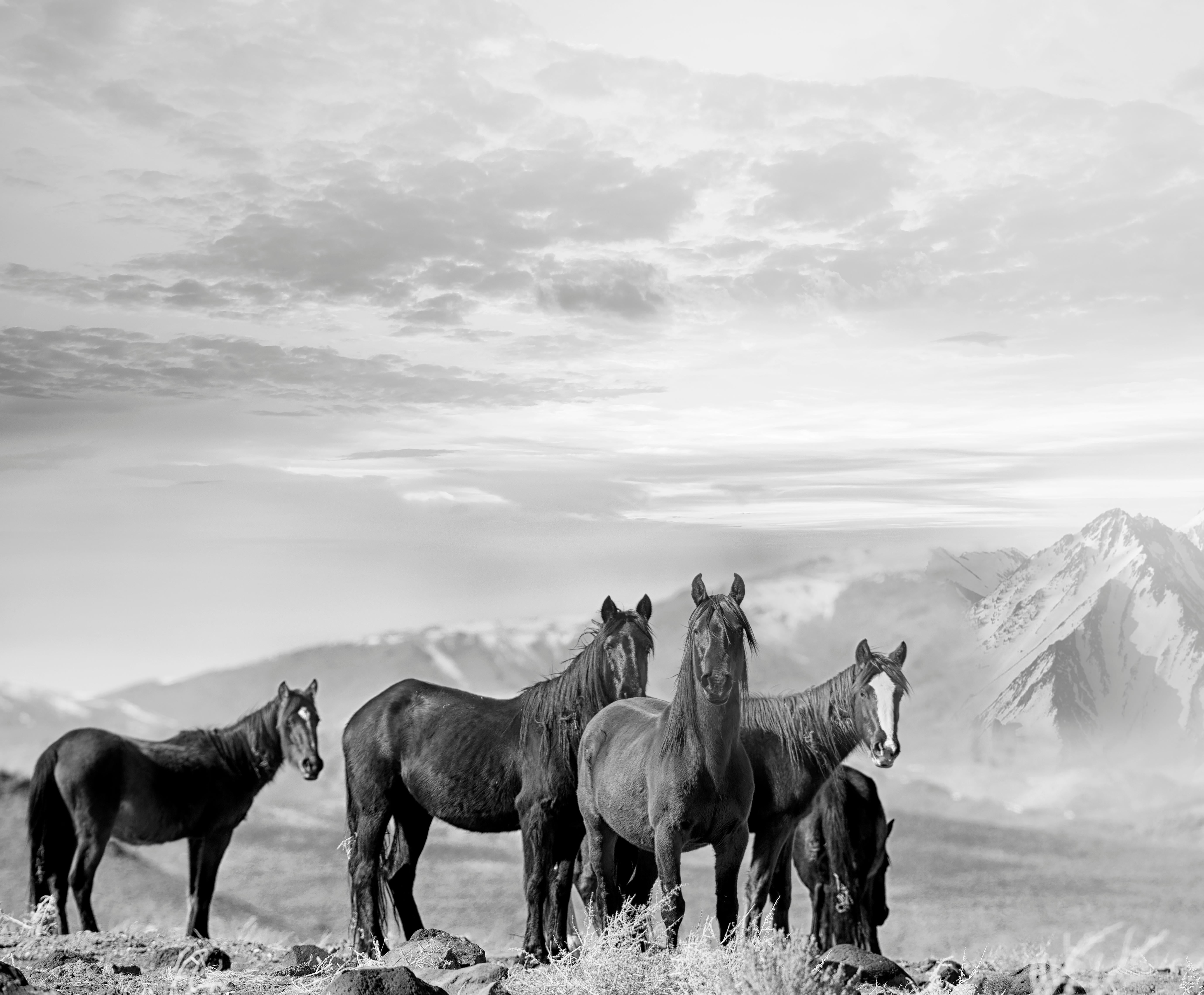 Animal Print Shane Russeck - High Sierra Mustangs 36x48 Photographie en noir et blanc Chevaux sauvages, non signée
