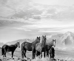 High Sierra Mustangs 36x48 Photographie en noir et blanc Chevaux sauvages, non signée
