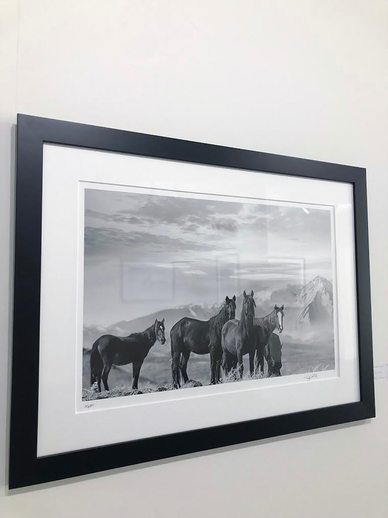 Il s'agit d'une photographie contemporaine en noir et blanc de Mustangs sauvages. 
