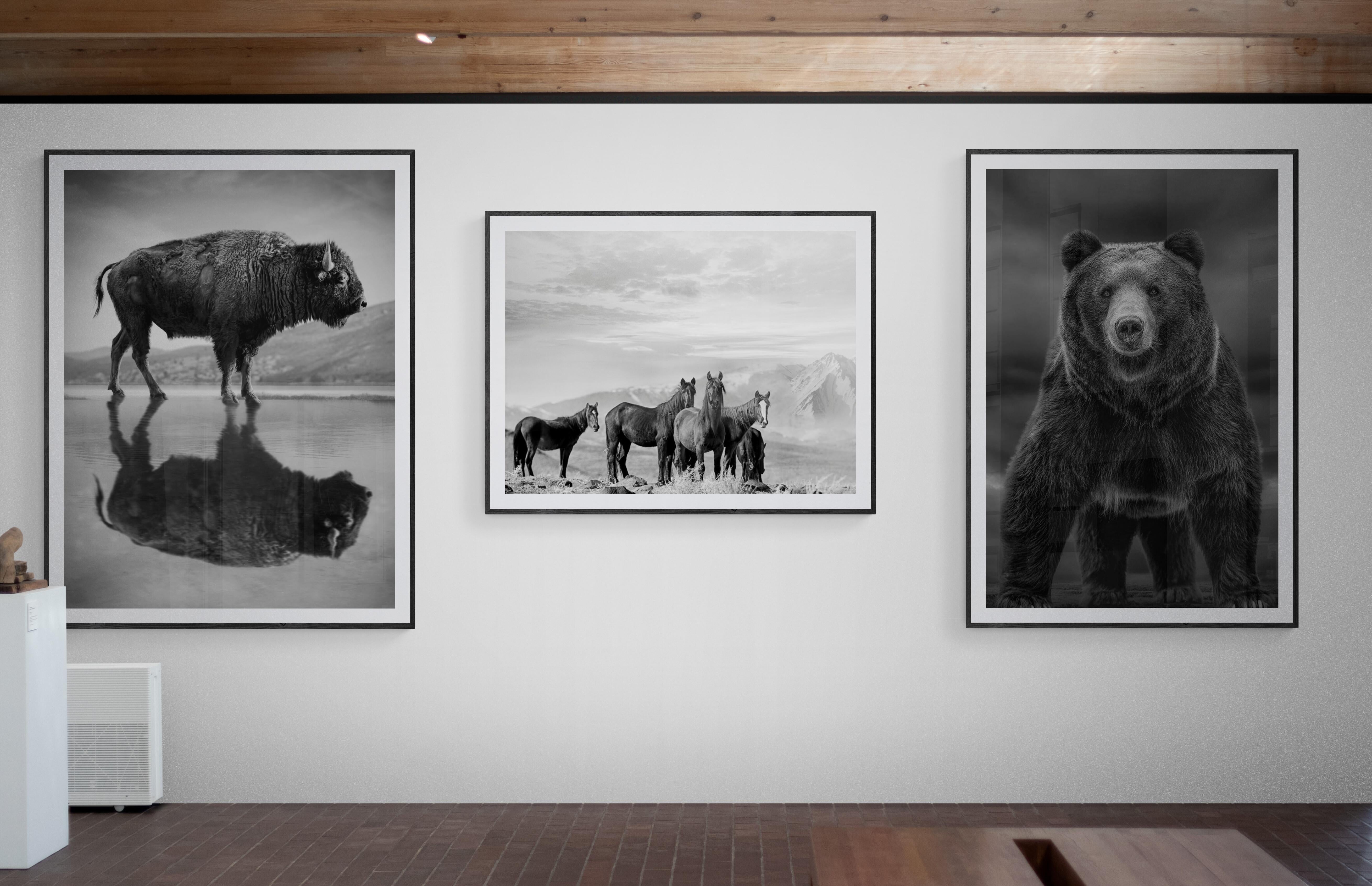 High Sierra Mustangs 40x60, Black and White Photography, Wild Horses Photograph 5