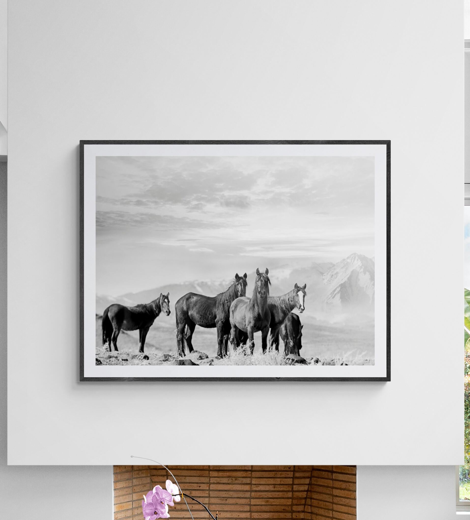 This is a contemporary black and white photograph of Wild Mustangs. 
