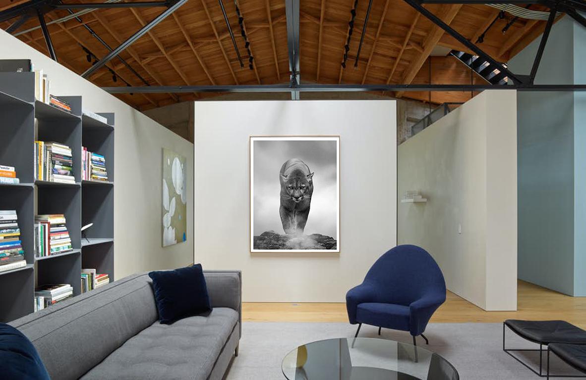 « King of the Mountain », photographie en noir et blanc 40x28, Cougar, lion de montagne - Print de Shane Russeck