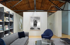 "Rey de la Montaña" 40x30 Fotografía en blanco y negro, Puma, León de montaña