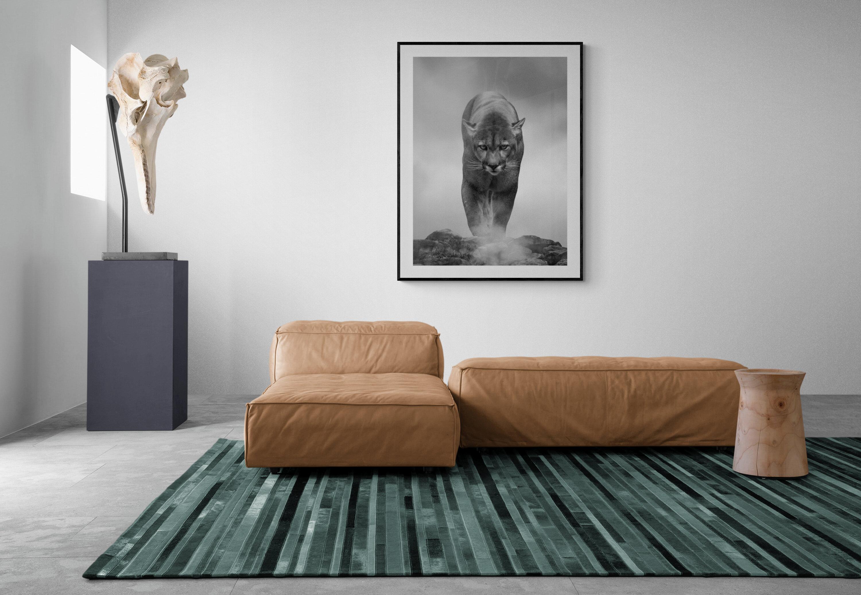 Photographie noir et blanc « King of the Mountain » 40x60, Cougar, Art lion de montagne - Gris Animal Print par Shane Russeck