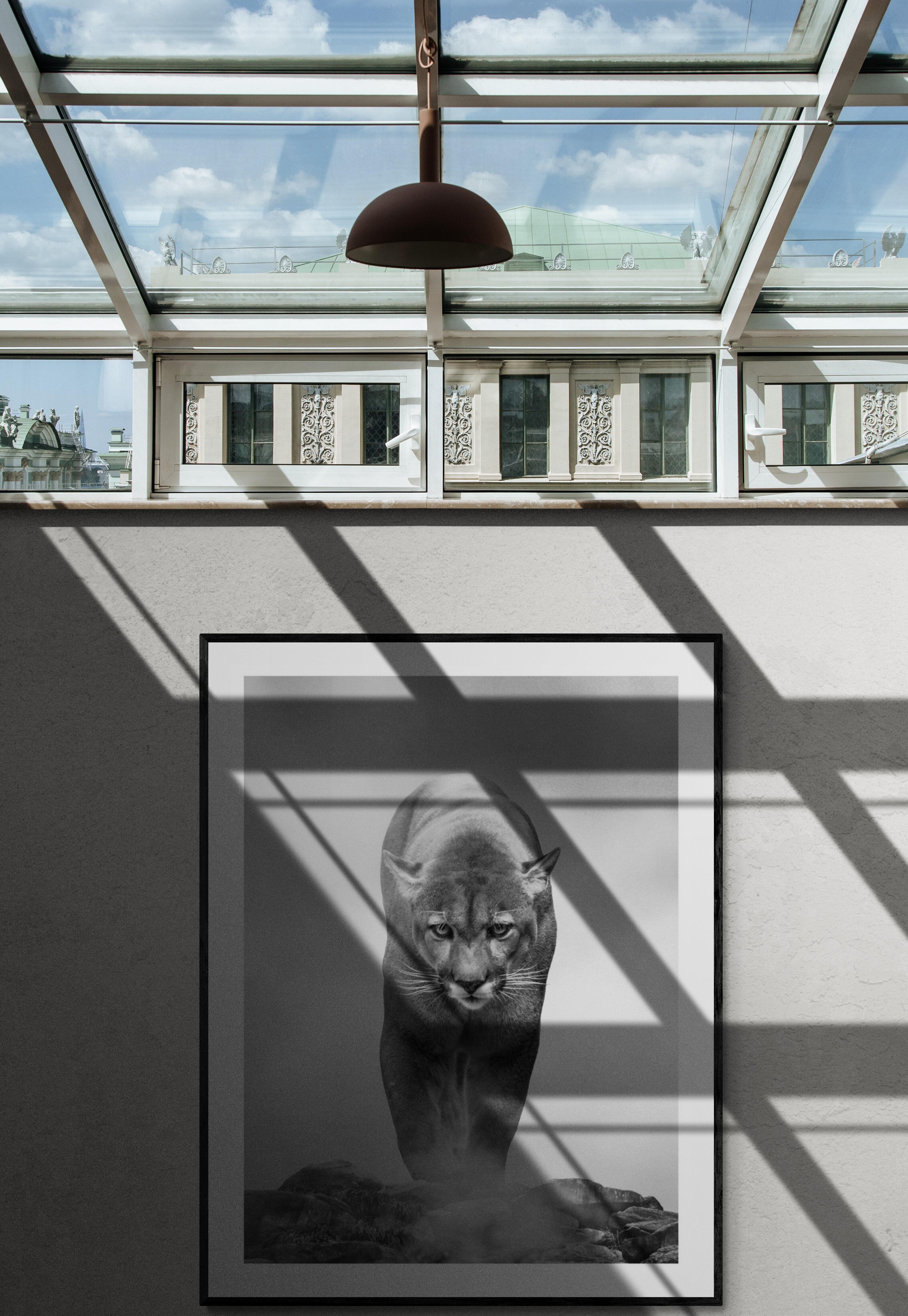 Il s'agit d'une photographie contemporaine d'un couguar d'Amérique du Nord. 

40x60 Non signé  Imprimer
Imprimé avec des papiers et des encres d'archives.
Coates UV
EXPÉDITION GRATUITE AUX ÉTATS-UNIS

Shane Russeck s'est forgé une réputation en