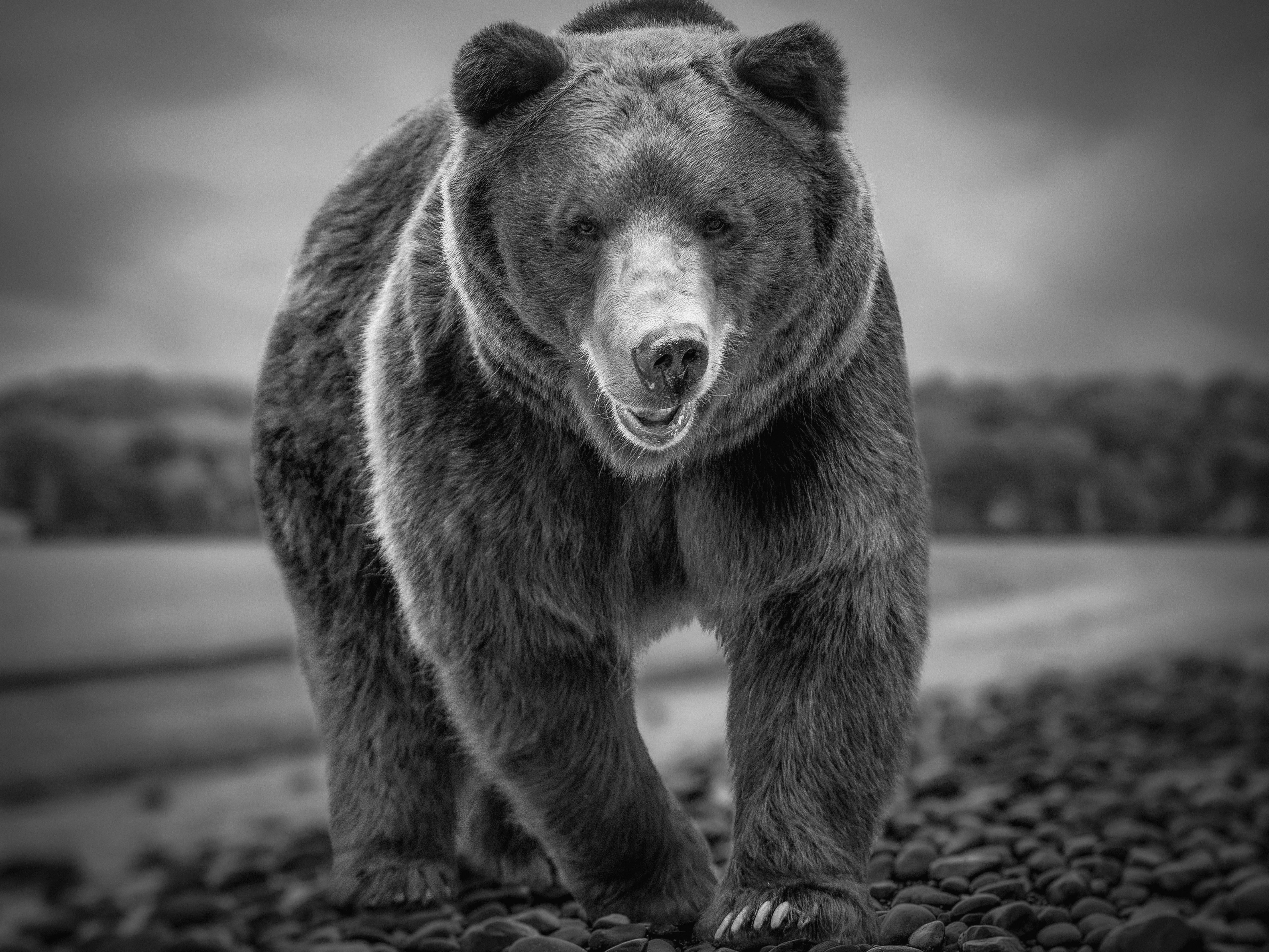 Kodiak Beach 50x60 Black & White Photography Grizzly Kodiak Bear Unsigned Print