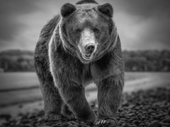 Kodiak Beach 50x60 Black & White Photography Kodiak Bear Grizzly Bear Photograph