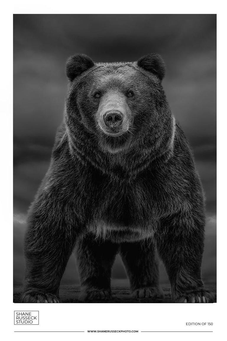 KODIAK GRIZZLY BEAR BLACK AND WHITE PHOTOGRAPHY PHOTOGRAPH EXHIBITION PRINT ART - Photograph by Shane Russeck