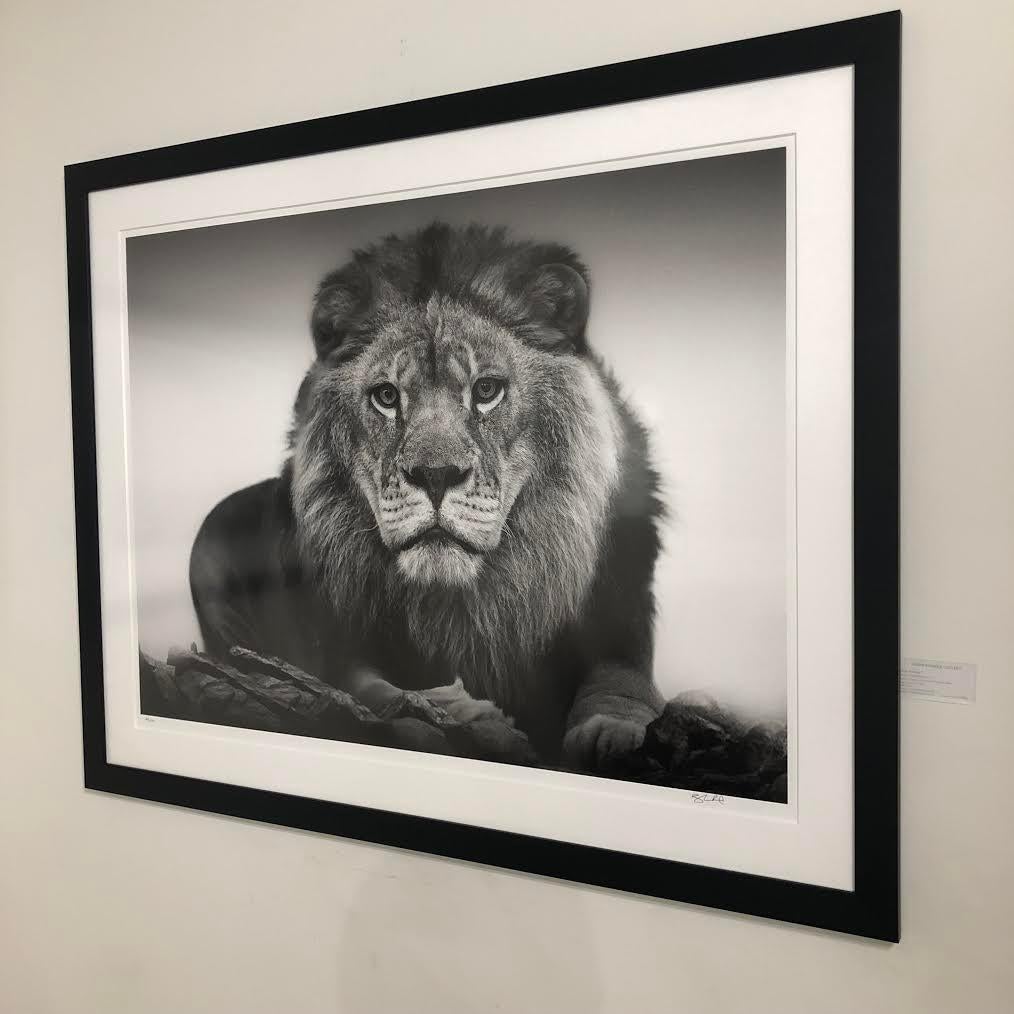  Lion Portrait - 36x48 Black & White Photography, Photograph Fine Art Africa  - Print by Shane Russeck