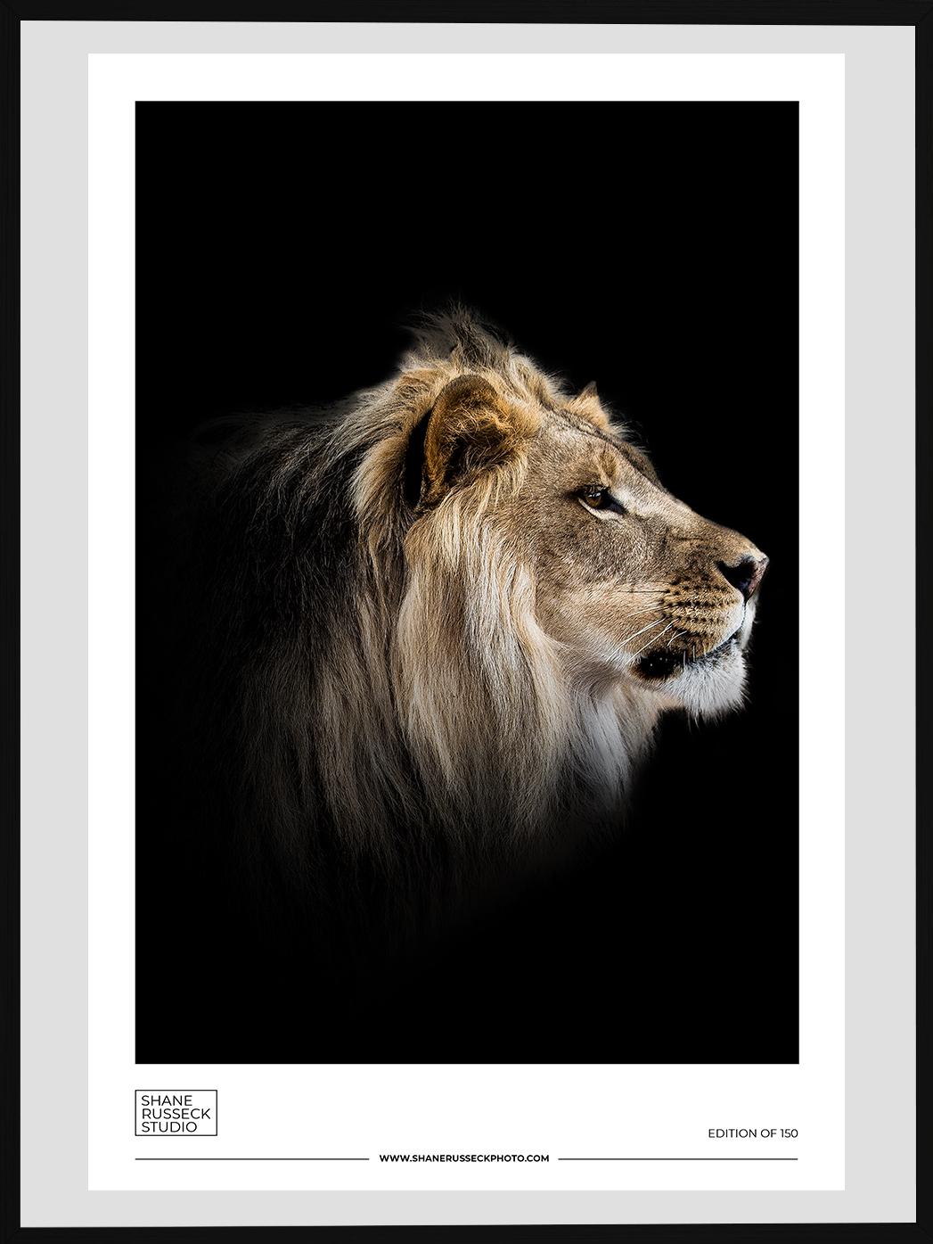 Shane Russeck Color Photograph - LION PRINT PHOTOGRAPHY PHOTOGRAPH AFRICA EXHIBITION POSTER