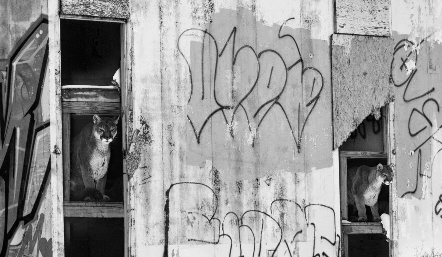 „Locals Only“ 36x48 Fine Art Photography of Mountain Lion Cougar Puma Fotografie von Berglöwen (Grau), Black and White Photograph, von Shane Russeck