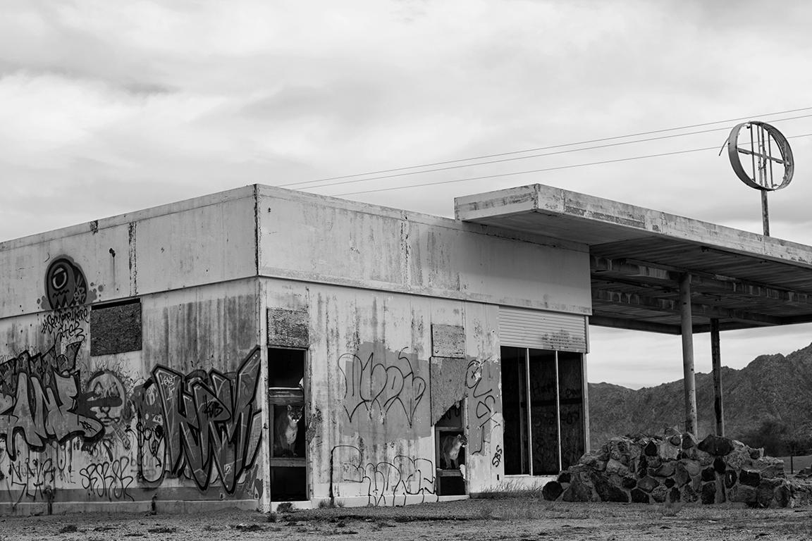 Black and White Photograph de Shane Russeck - "Sólo locales" 40x60 Fotografía artística de puma puma león de montaña Fotografía
