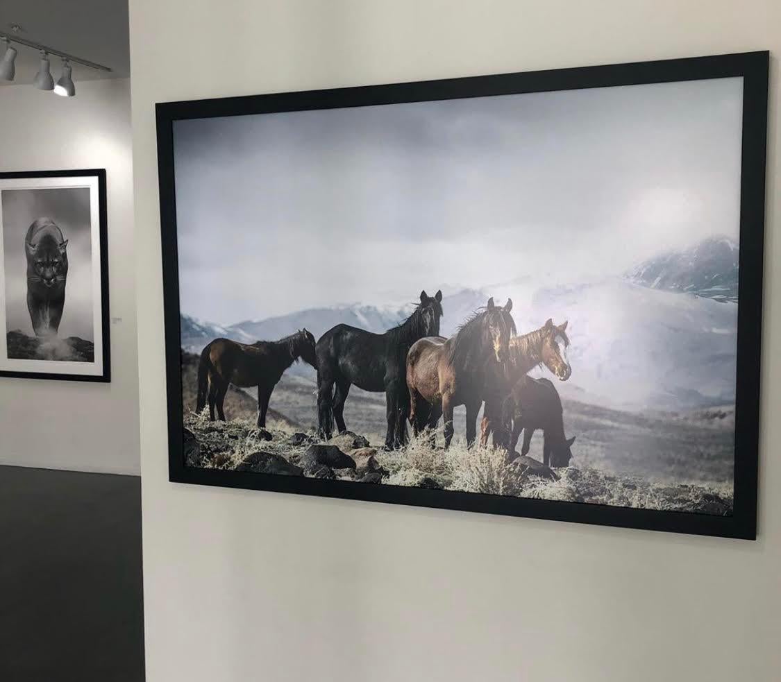 « Mountain Mustangs » - Photographie 36x48 de chevaux sauvages, chevaux moutardes, œuvre d'art - Print de Shane Russeck