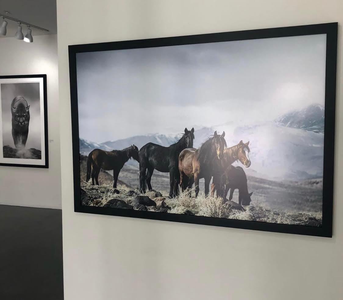 « Mountain Mustangs » - Photographie 36x48 de chevaux sauvages, chevaux moutardes, œuvre d'art - Gris Color Photograph par Shane Russeck