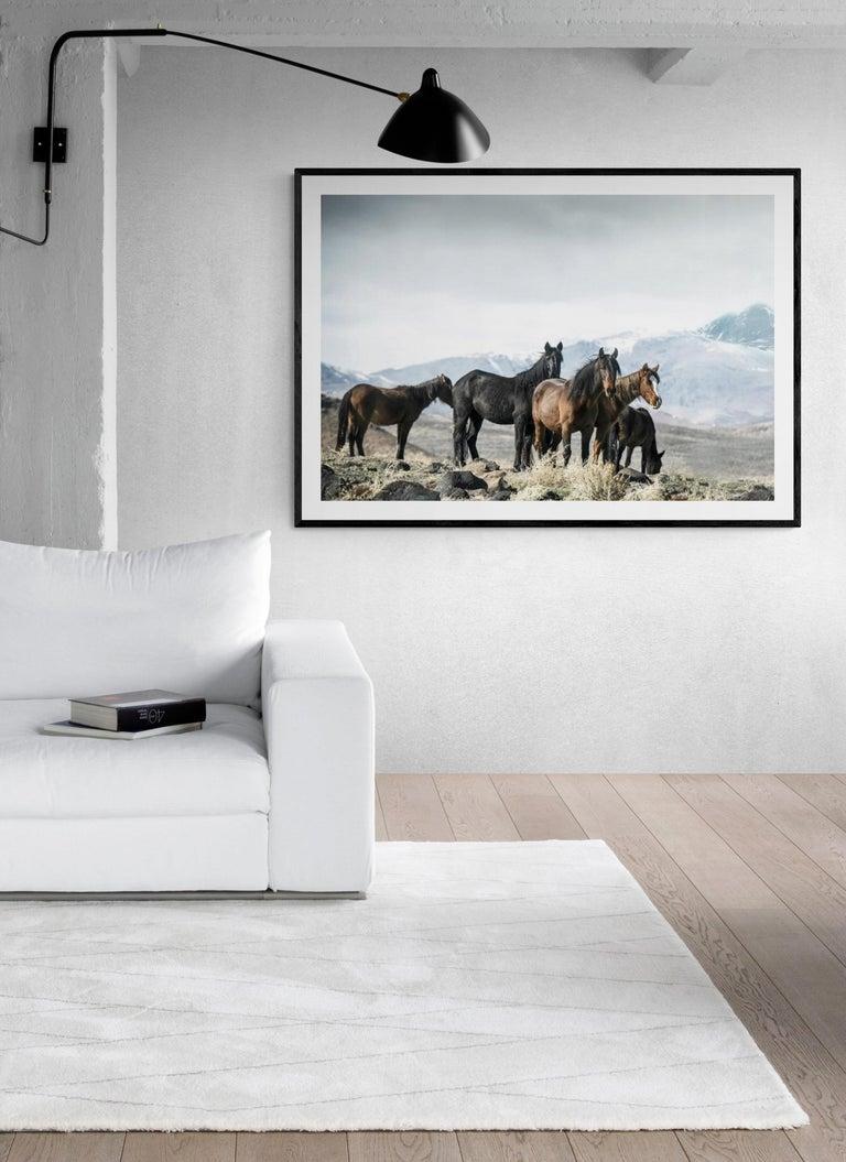 « Mountain Mustangs » - Photographie 36x48 de chevaux sauvages, chevaux moutardes, œuvre d'art 1
