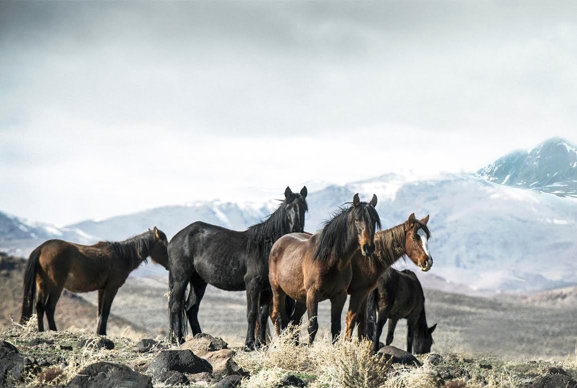 Shane Russeck Black and White Photograph – Brunnensensen Mustangs" 36x48  Fotografie von Wildpferden, westliche Kunst,  Vorzeichenlos 