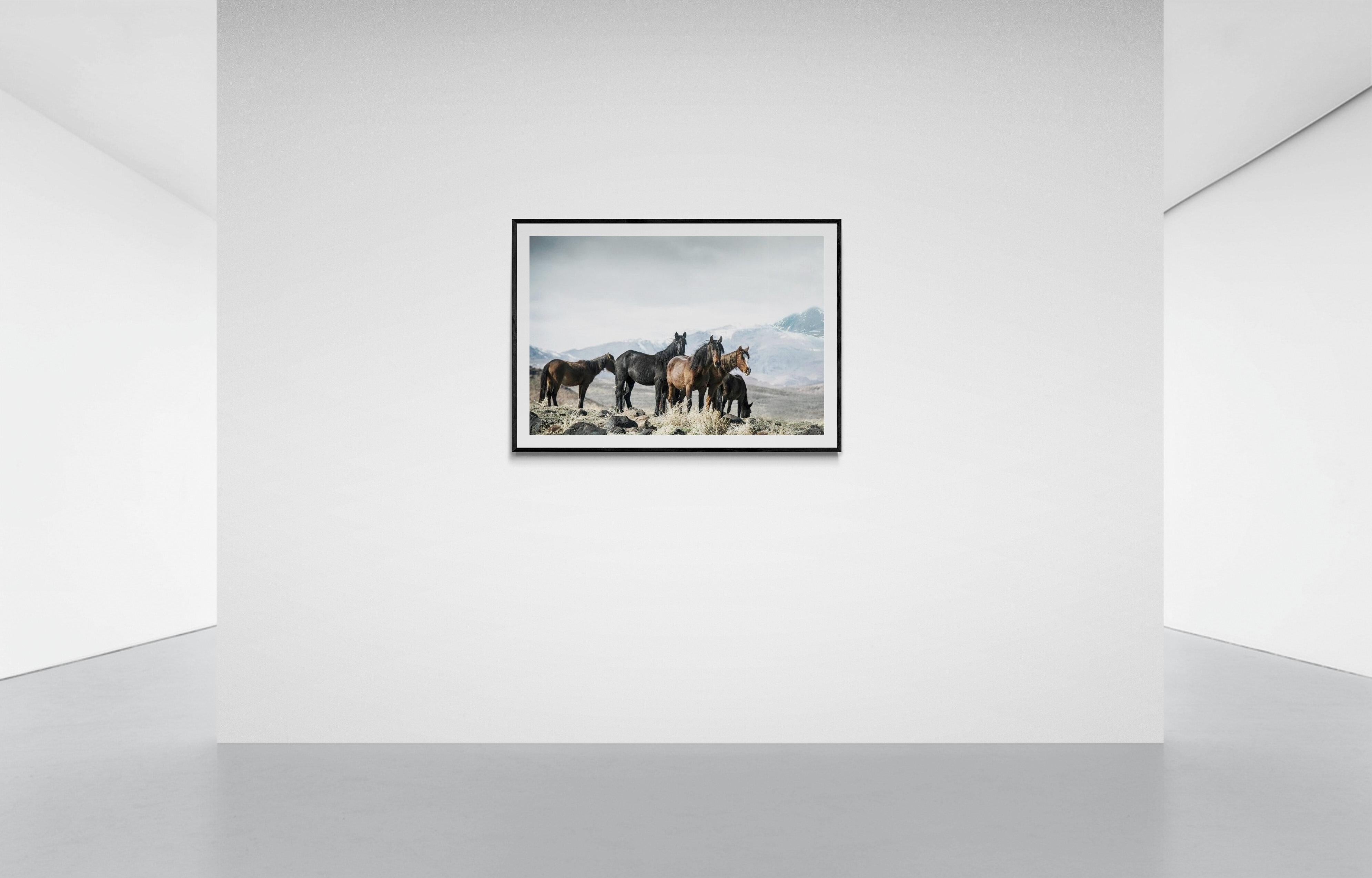 « Fontaines moutardes » 40x60  Photographie de chevaux sauvages, art occidental en vente 1