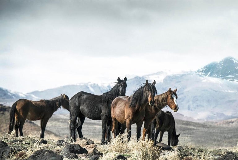Shane Russeck Black and White Photograph - "Mountain Mustangs" 36x48 -Photography Wild Horses, Mustangs, Western Fine Art