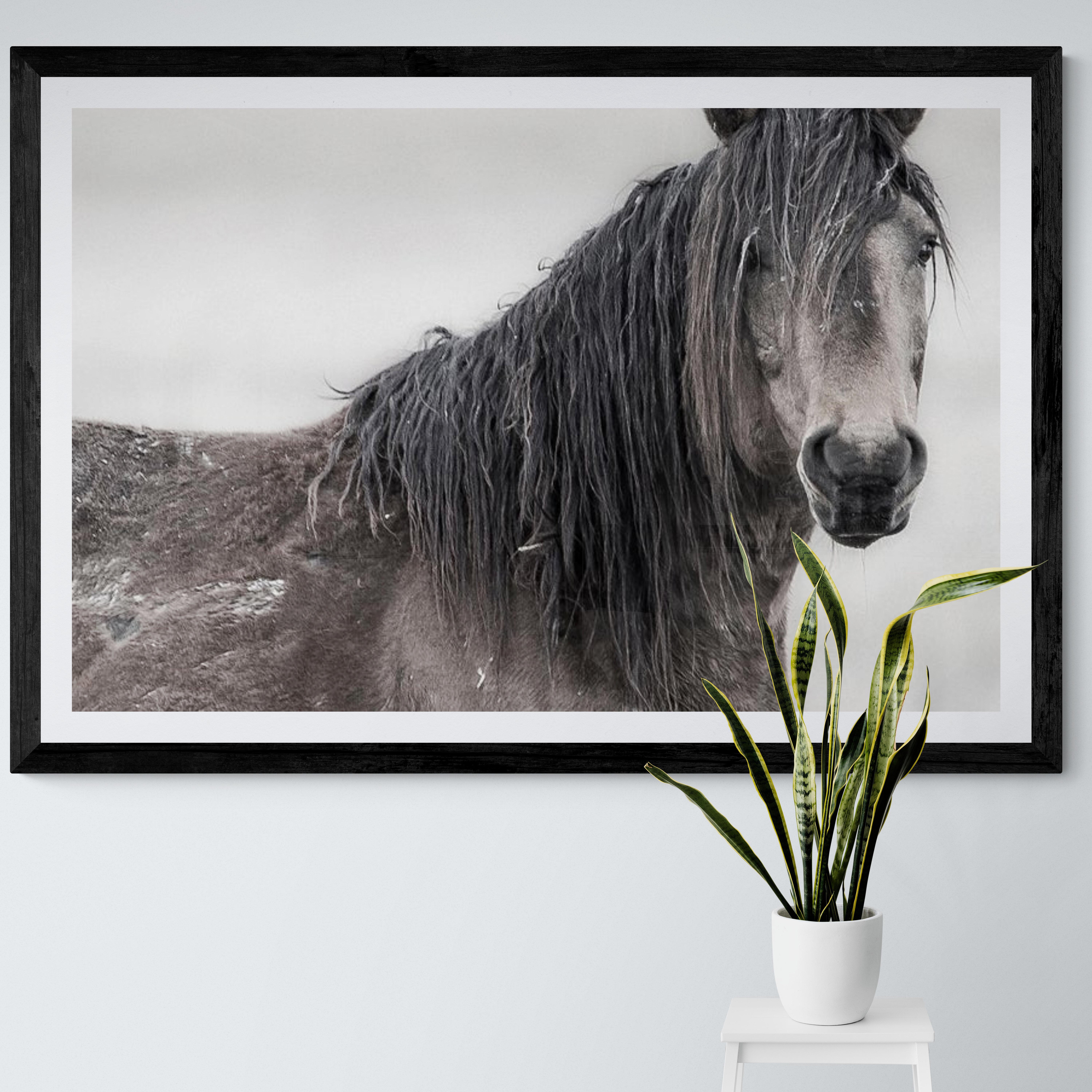 „Mustang“ 40x50 Schwarz-Weiß-Fotografie Wildpferde Senfpferd – Photograph von Shane Russeck