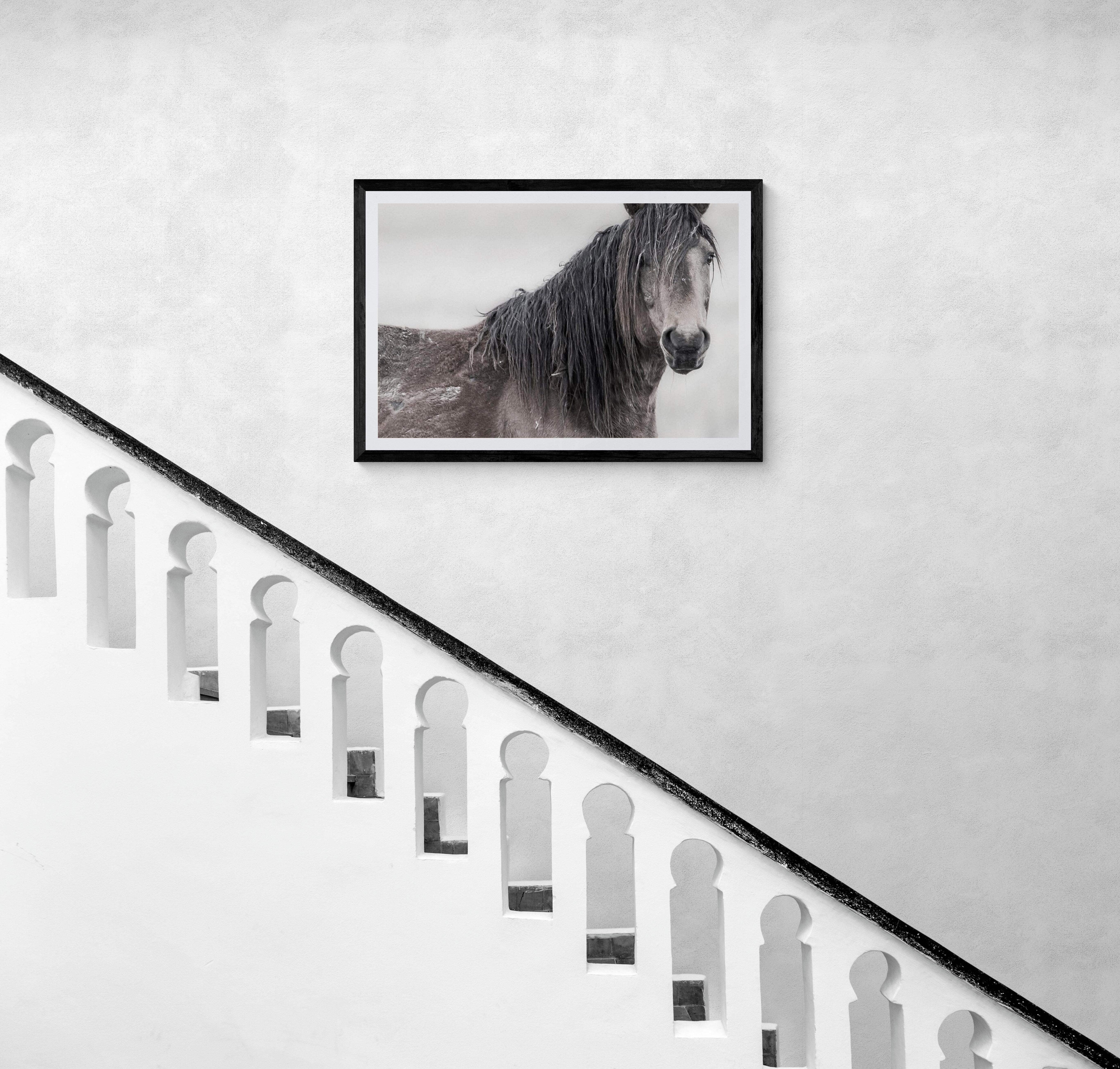 Dies ist eine zeitgenössische Schwarz-Weiß-Fotografie von nordamerikanischen Wildpferden
Fotografie von Shane Russeck
Gedruckt auf Archivglanzpapier 
Edition von 12 nummerierten und gesungenen Anzeigen des Künstlers 
40