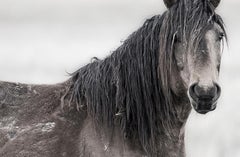 „Mustang“ 40x50 Schwarz-Weiß-Fotografie Wildpferde Senfpferd