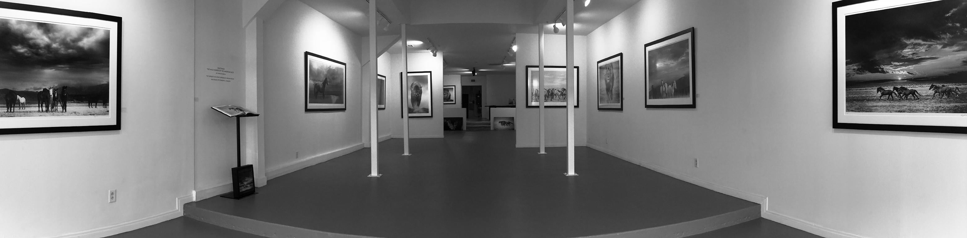 Ocean Wolf 20x40 - Zeitgenössische Schwarz-Weiß-Fotografie, Wölfe unsigniert (Grau), Black and White Photograph, von Shane Russeck