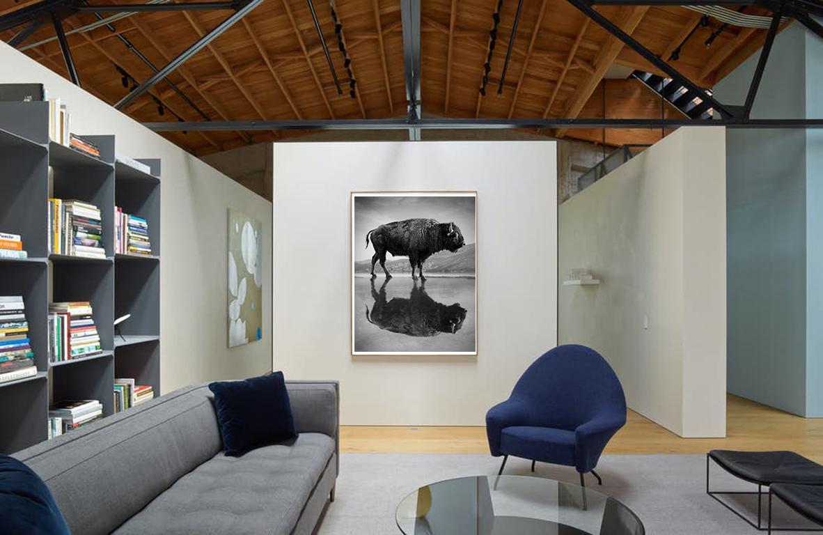 Dies ist ein zeitgenössisches Foto eines amerikanischen Bisons. 
Gedruckt auf Archivpapier und mit Archivtinten
Einrahmung verfügbar. Erkundigen Sie sich nach den Preisen. 


Shane Russeck hat sich einen Namen gemacht, wenn es darum geht, Amerikas