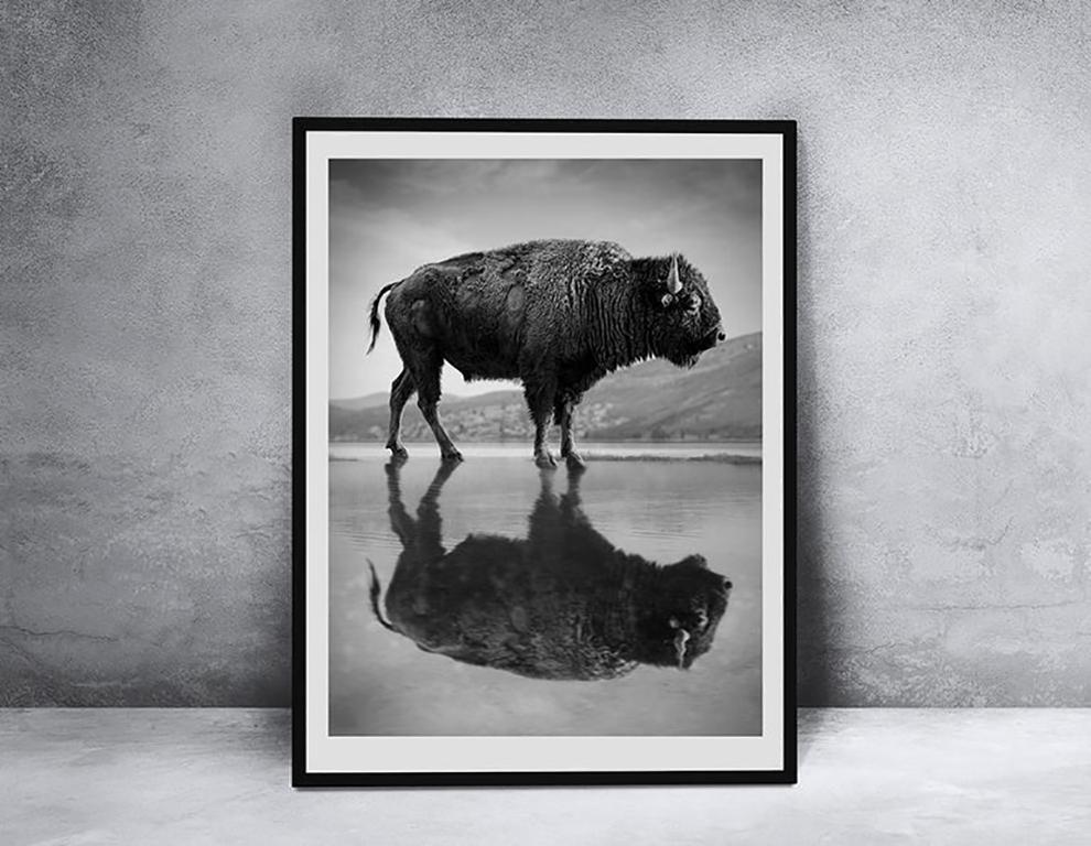 Old World 36x48 Old World  Schwarz-Wei-Fotografie Bison Buffalo, unsignierter Kunstdruck 1