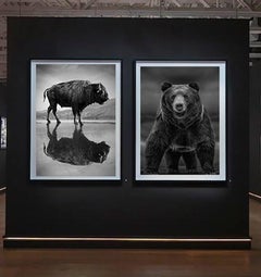"Old World" 40x60  Black & White Photography Bison Buffalo by Shane Russeck