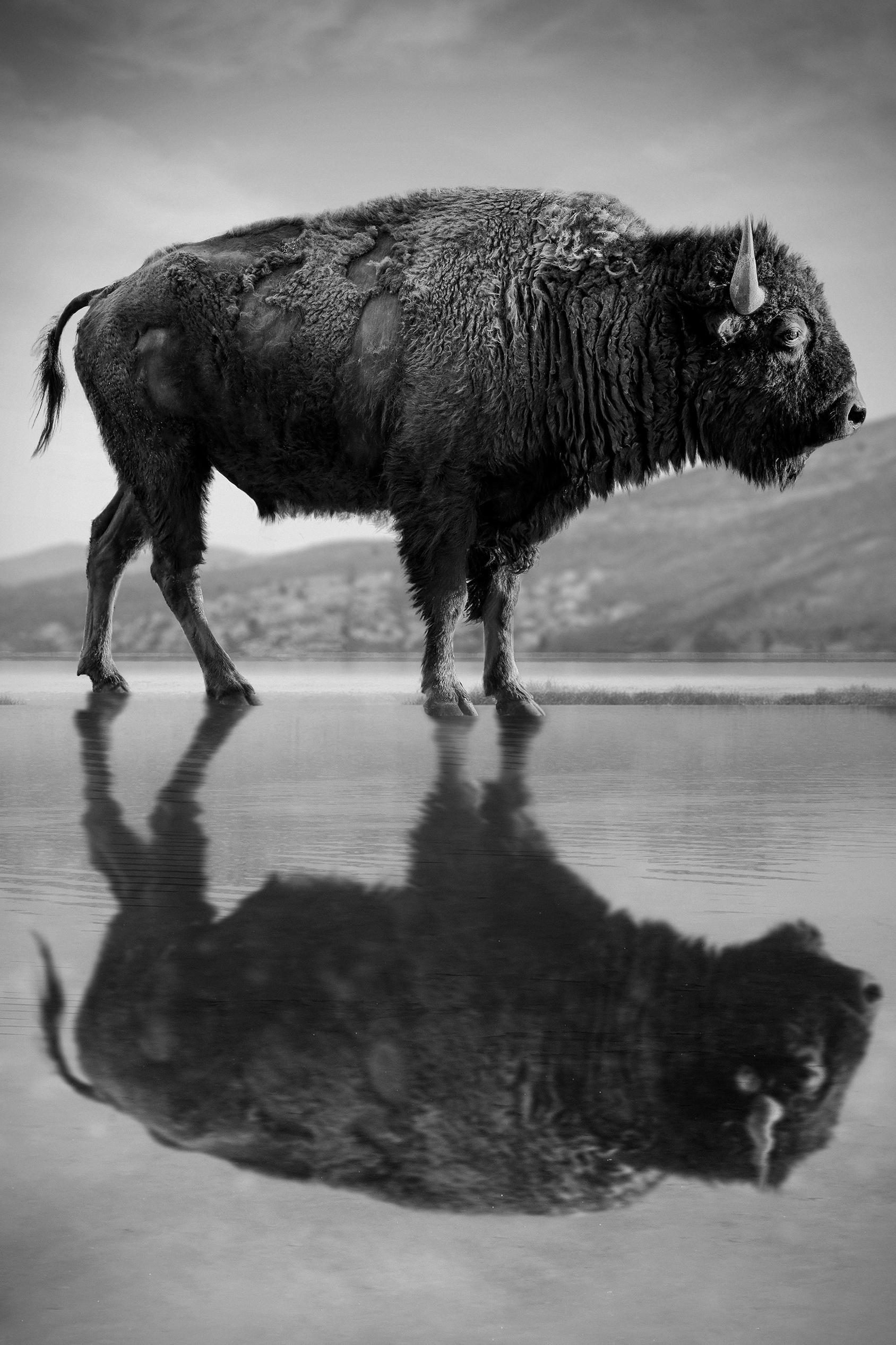 « Old World », 40x60  Bison Buffalo - Photographie d'art en noir et blanc - Print de Shane Russeck