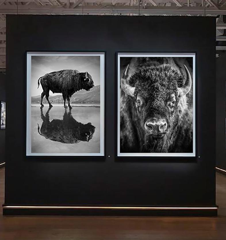 « Old World », 40x60  Bison Buffalo - Photographie d'art en noir et blanc - Gris Animal Print par Shane Russeck