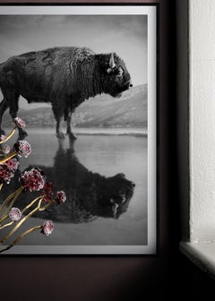 "Old World" 60x40  Black & White Photography Bison Buffalo Signed Photograph