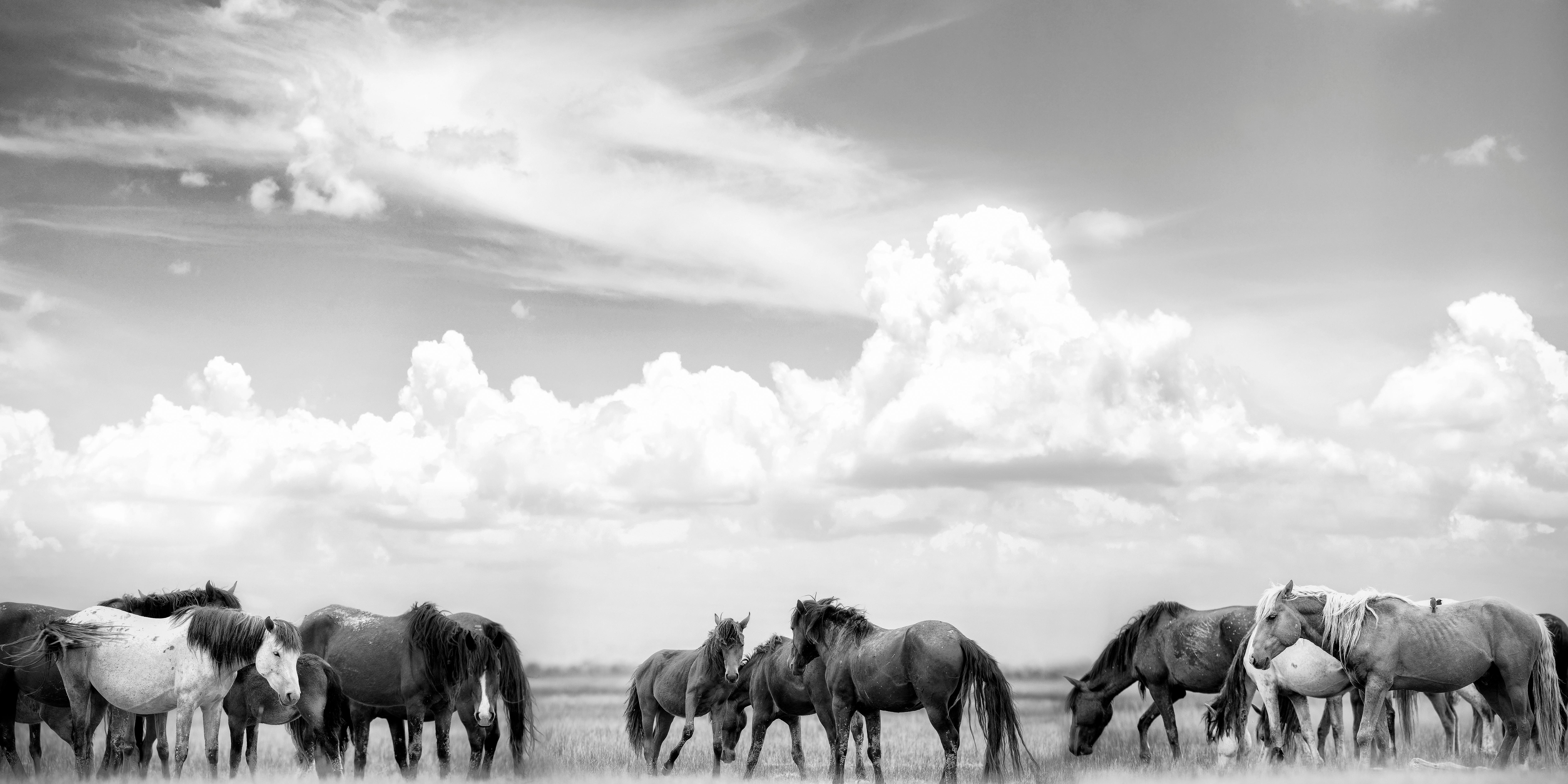 Shane Russeck Animal Print - "On Any Sun" 100x48 - Black & White Photography, Wild Horses, Mustangs