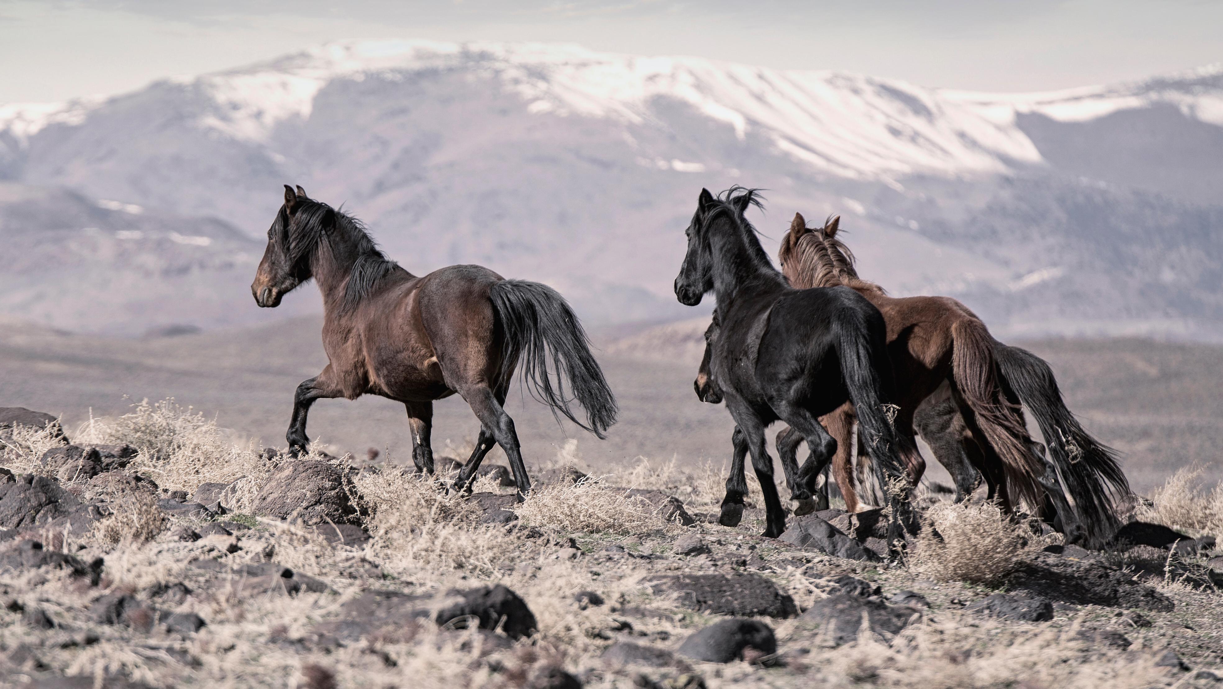 Shane Russeck Black and White Photograph – „On the Go“ 40x55 Wildpferde, Senf Fine Art-Druck-Fotografiefotografiefotografie Fotografie