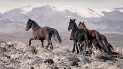 „On the Go“ 40x60 Wildpferde, Senf, unsignierter Druck, westliche Kunst Shane Russeck