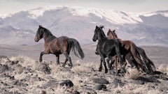 Shane Russeck Western Art - « On the Go » - 40x60 - Chevaux sauvages, moutons - Imprimé non signé