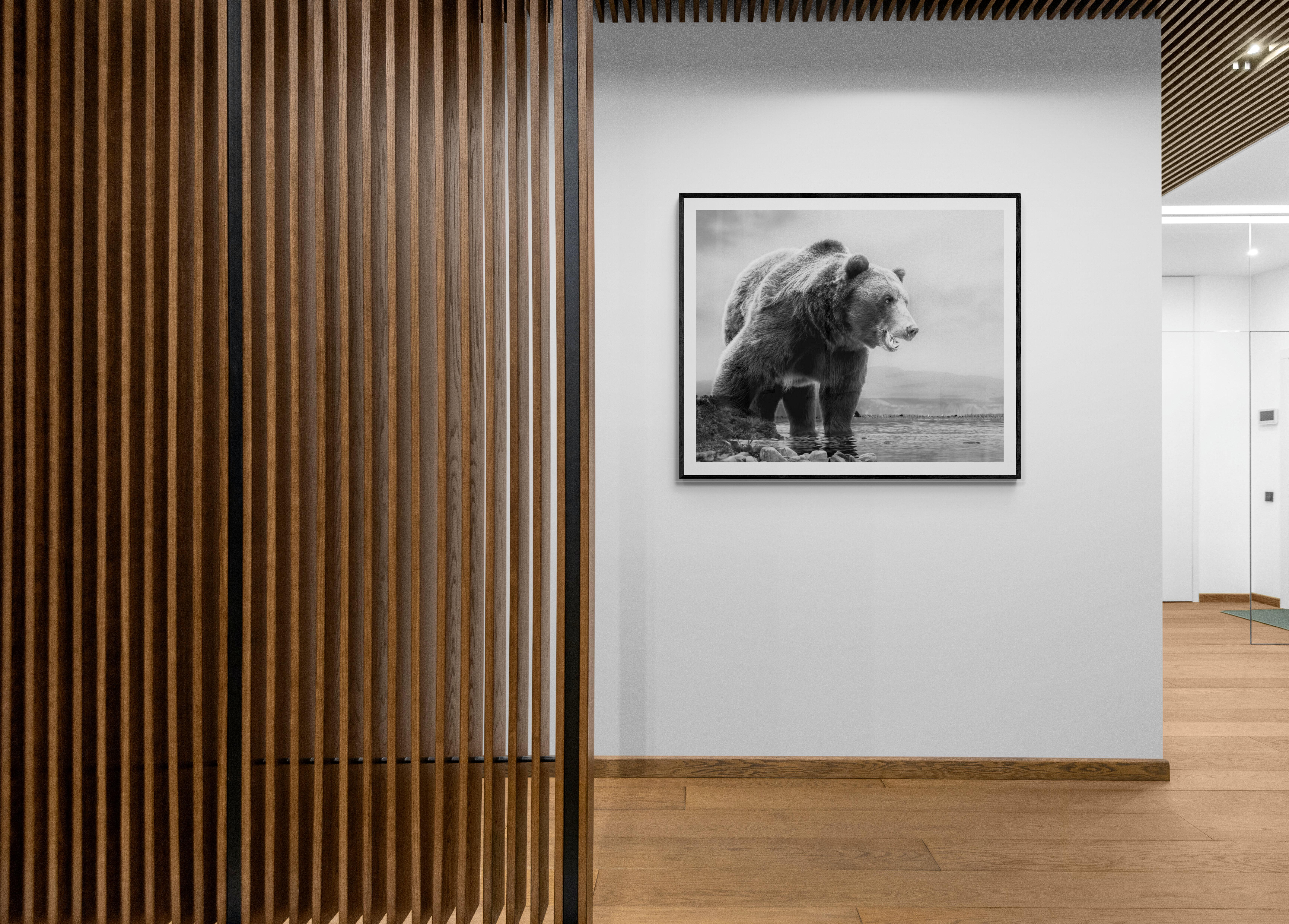 „On The Waterfront“ 36x48 Schwarz-Weiß-Fotografie Kodiak Grizzly Bear, signiert – Photograph von Shane Russeck